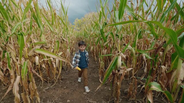 Asian Boy Approaching Through Corn Maze With Ear of Corn