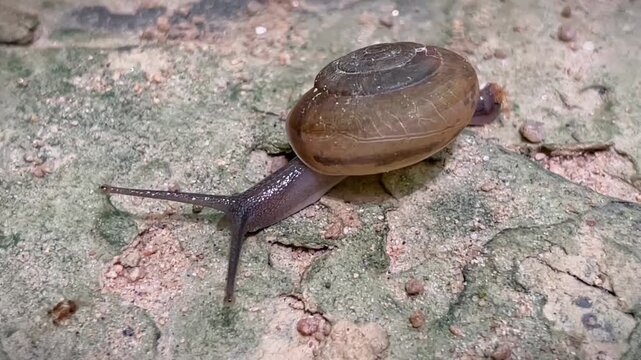 A macro shot of a land snail with a brown shell crawling along a rough concrete surface. The body, tentacles, and characteristic shell spiral are clearly visible.