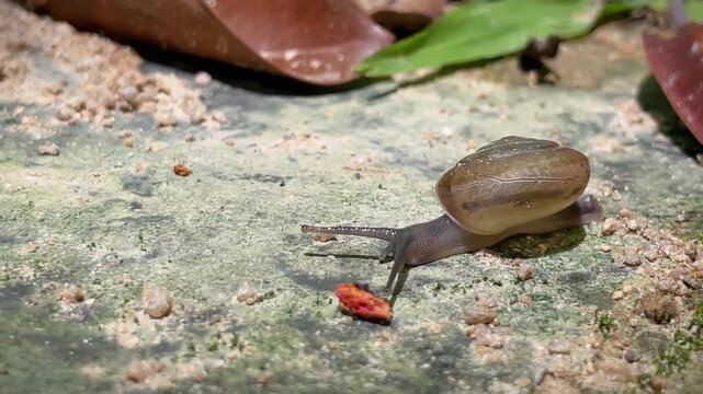 Macro video of a small land snail with a brown shell slowly crawling on a concrete surface among green and dry leaves.