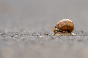 snail on the road © pityke70