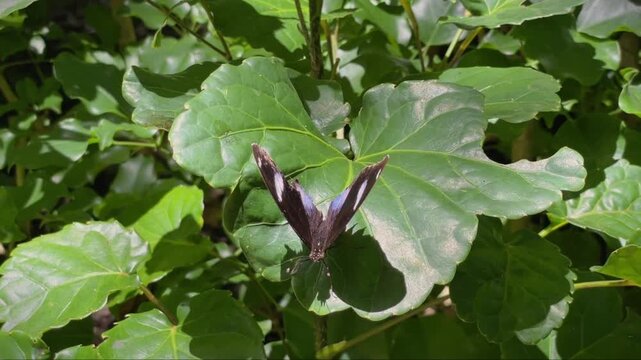 The Hypolimnas bolina butterfly from the Nymphalidae family sits on a green leaf among tropical vegetation.