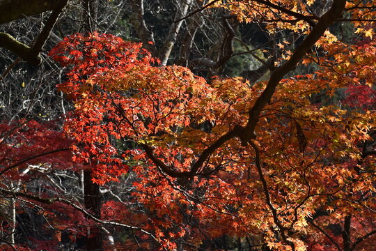 Autumn red and orange maple foliage in a Japanese forest