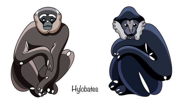 Hylobates