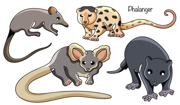 Phalanger