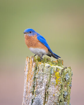 Male Eastern Bluebird perched