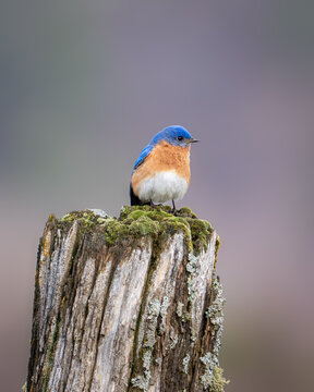 Male Eastern Bluebird perched