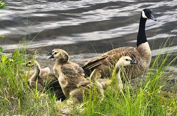 canada goose family © Lesya