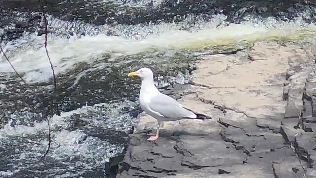 seagull on a rock