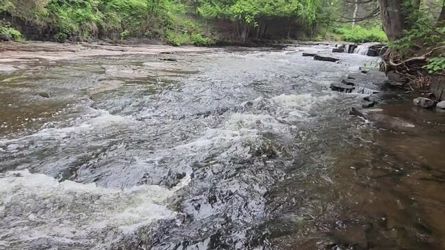 river flowing into the forest