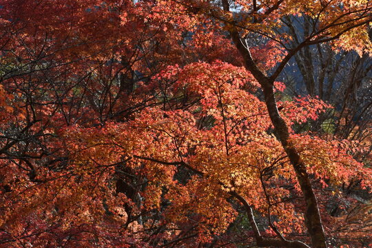 Autumn red maple foliage in a Japanese forest