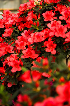 Azalea flowers bloom in a lush garden setting with vibrant colors and rich green leaves