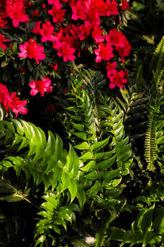 Azalea flowers bloom among green ferns in a lush garden setting with natural sunlight