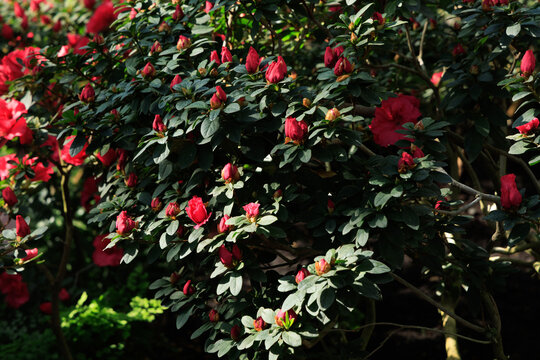 Azalea flowers in bloom surrounded by lush green leaves in a natural garden setting