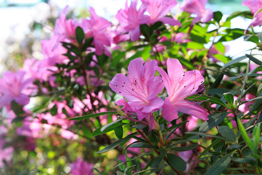 Azalea flowers bloom in a natural setting with green leaves and a soft background