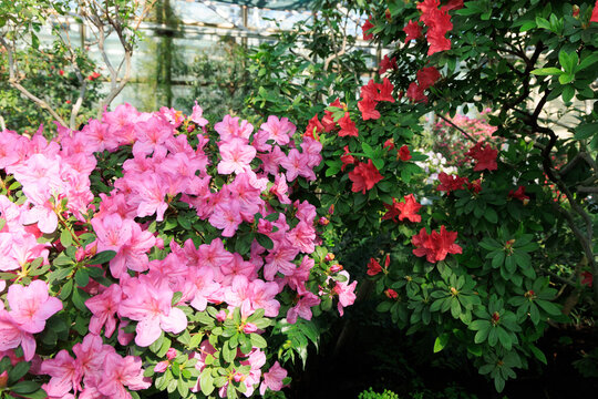 Azalea flowers in various colors thrive in a lush garden setting with greenery all around