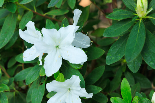 White azalea flowers bloom amidst lush green leaves in a natural garden setting