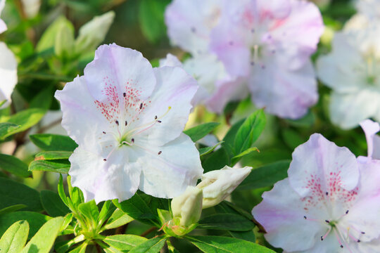 White azalea flowers blooming in a garden setting with green leaves in the soft light of spring