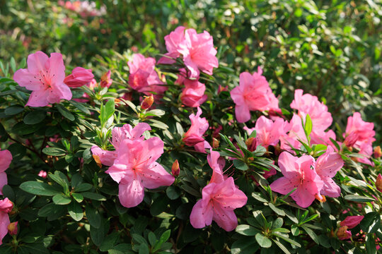 Pink azalea flowers bloom among green foliage in a natural garden setting during spring Pink azalea flowers blooming in a garden with green leaves in the background during a sunny day