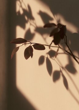 Close-up of a branch of a plant with red leaves. the branch is casting a shadow on a beige wall, creating a contrast between the two colors.
