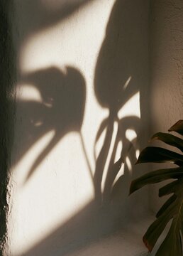 Two shadows of a plant on a white wall. the shadows are cast on the wall in a way that creates a sense of depth and dimension.