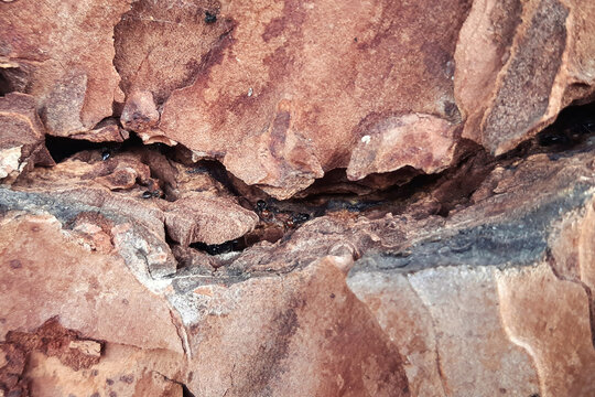 Corteccia di un albero con formiche dentro