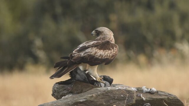 aguila calzada con presa