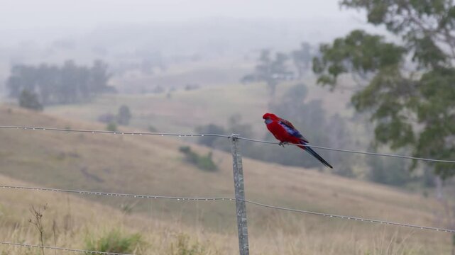 Crimson rosella perched on a barbed wire fence in rural Australia. Colourful native parrot resting in a natural countryside setting, showcasing Australian wildlife and birdlife.