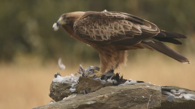 aguila calzada con presa