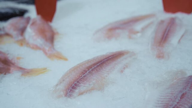 Selection of fresh raw fish and mackerel fillets displayed on ice at a market. The close-up view highlights seafood products, natural textures, and fresh food presentation.