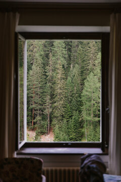 window in the forest