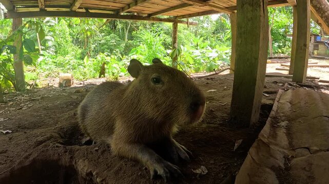 Capybara Sitting Near Wooden House in Ecuador Amazon Village, Large Rodent Wildlife, Tropical Community Setting and Rainforest Animal Encounter