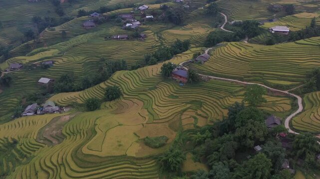 Aerial view of golden rice terraces in Muong Hoa Valley, Ta Van Commune, Lao Cai, Vietnam, showcasing the spectacular harvest-season landscape of the Hoang Lien mountains.