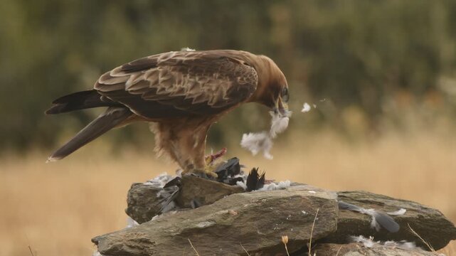 aguila calzada con presa