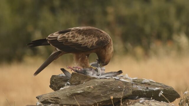 aguila calzada con presa
