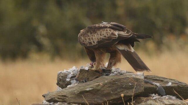 aguila calzada con presa