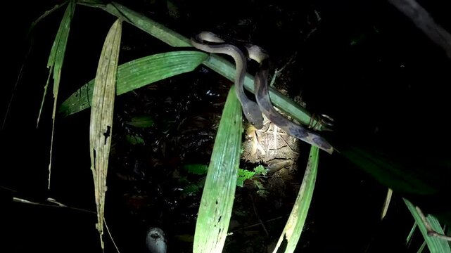 Night Jungle Wildlife Search in Ecuador Rainforest with Flashlight on Tropical Leaves, Dark Forest Interior and Nocturnal Biodiversity Exploration