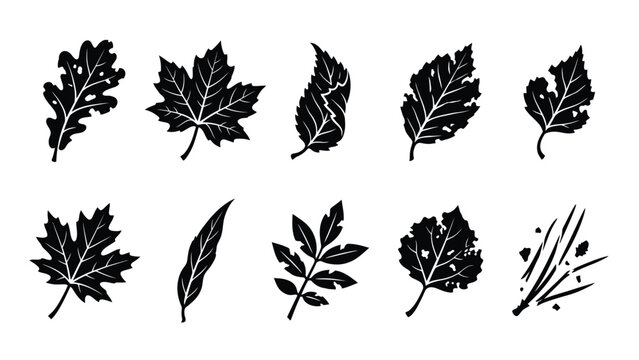 Diverse collection of black leaf silhouettes featuring oak maple and birch for seasonal nature design
