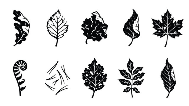Various black and white leaves and plant elements vector illustration for nature-inspired designs