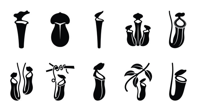 Pitcher plant collection in black silhouettes for botanical and exotic nature projects