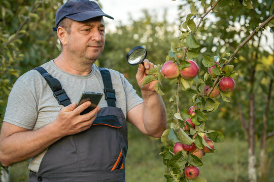 A gardener checks the health of apple trees in an orchard. He uses a magnifying glass and holds a mobile phone. The sun is shining and trees are green