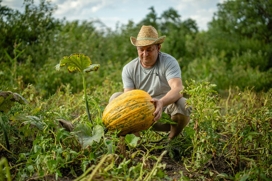 A farmer bends down to pick a big pumpkin from the ground. The farm field is filled with green plants and tall trees in the background. It is daytime and bright outside