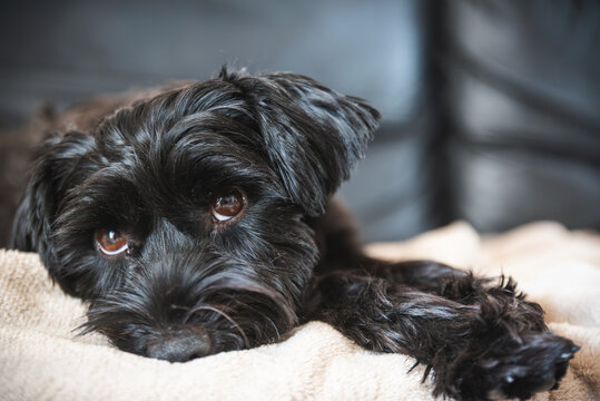 Black Yorkshire Terrier Dog Lying Down on Soft Blanket Indoors