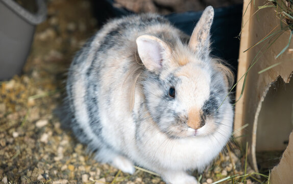 Tricolor Lionhead Dwarf Rabbit Sitting inside Indoor Enclosure