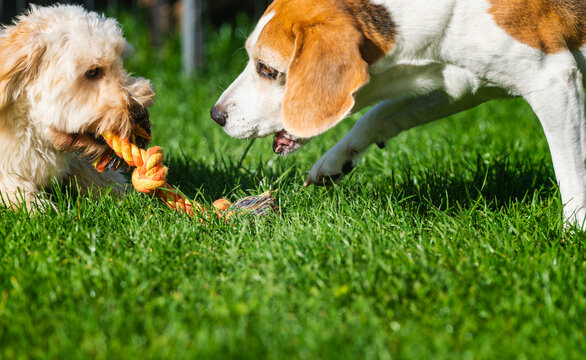 Close Up of Beagle and Maltipoo Puppy Pulling Rope Toy Outdoors