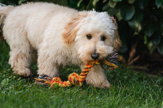 Cream Maltipoo Puppy Running on Green Lawn Carrying Rope Toy