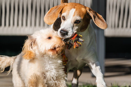 Beagle and Cream Maltipoo Puppy Playing Tug of War with Rope Toy