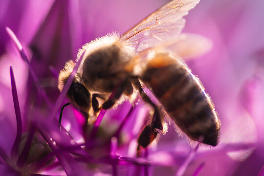 Backlit Macro Photograph of Honey Bee on Purple Blossom