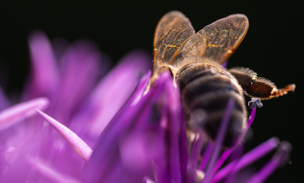 Honey Bee Pollinating Purple Flower Back View Macro