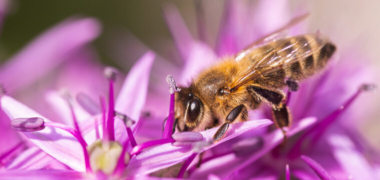 Macro Shot of Honey Bee Pollinating Purple Allium Flower