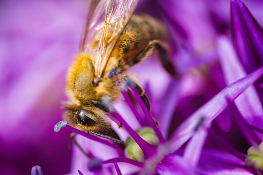 High Angle Macro Shot of Honey Bee on Purple Blossom